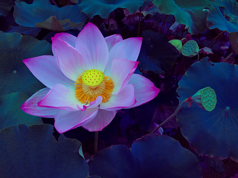 Blooming Lotus Flower In The Pond At Dawn