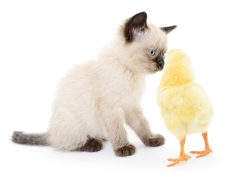 chicken-and-kitten