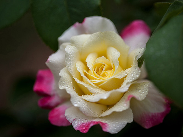 close-up-yellow-chinese-rose-blossom-isolated-beijing,-china