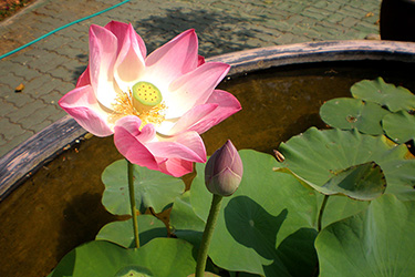 lotus-flower