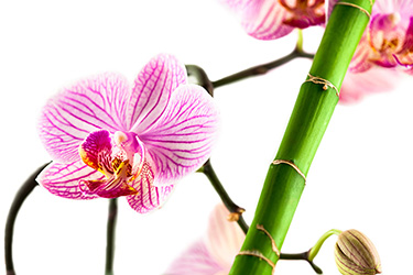 orchid-and-bamboo