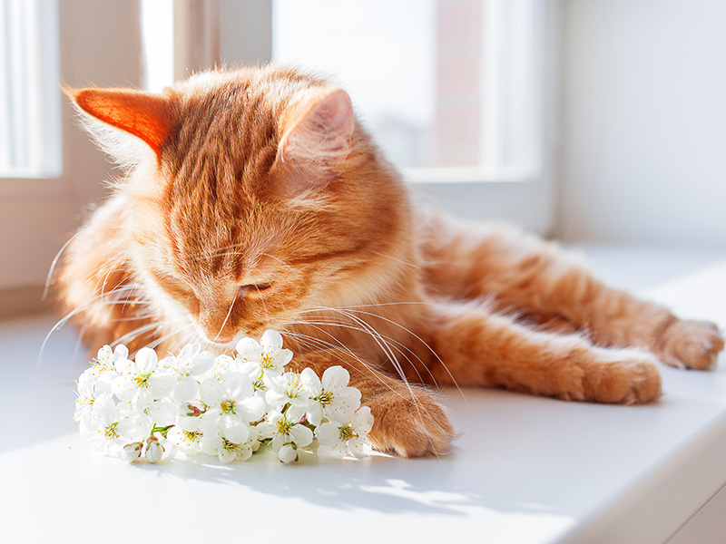 The Ginger Coloured Cat Smells A Bouquet Of Cherry Flowers