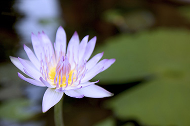 yeng-keng-hotel-water-lily